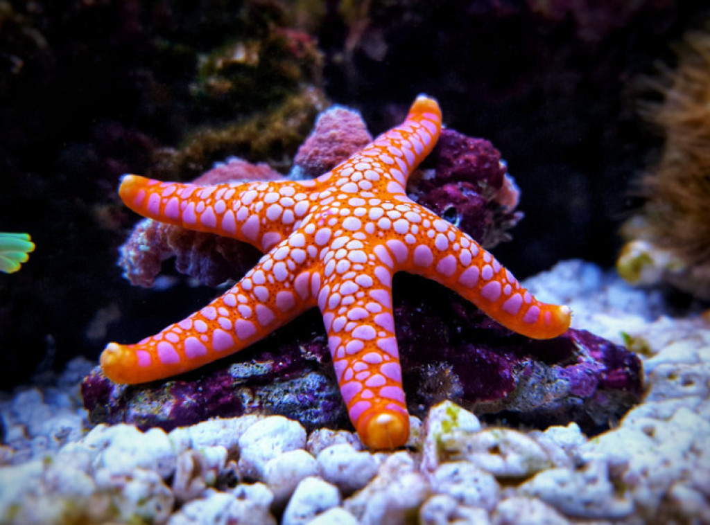 Otkriven uzročnik epidemije koja je ubila šest milijardi morskih zvezda