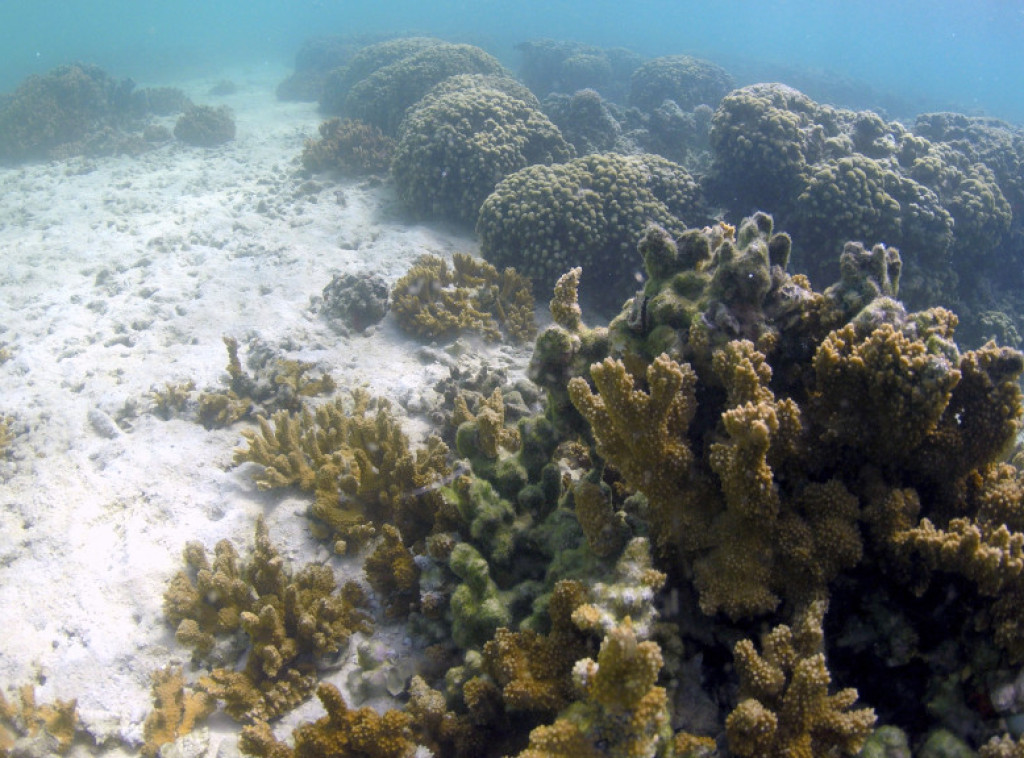 Veliki koralni greben u Australiji pogođen najvećim godišnjim gubitkom do sada
