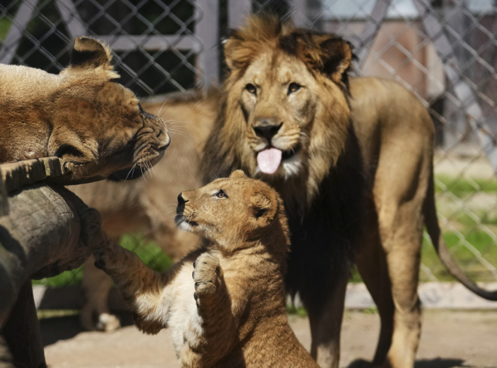 Češka: Četiri mladunčeta retke vrste berberskog lava došla na svet u zoo vrtu