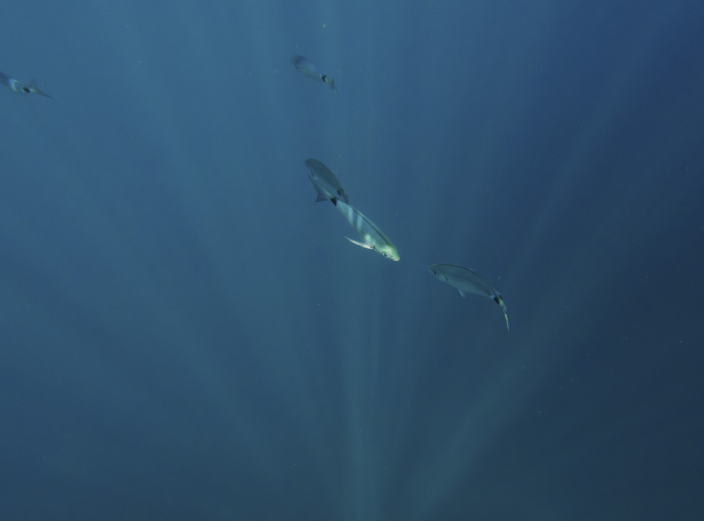 Brazilska industrija ribe traži hitnu pomoć nakon što su SAD uvele carinu od 50 odsto