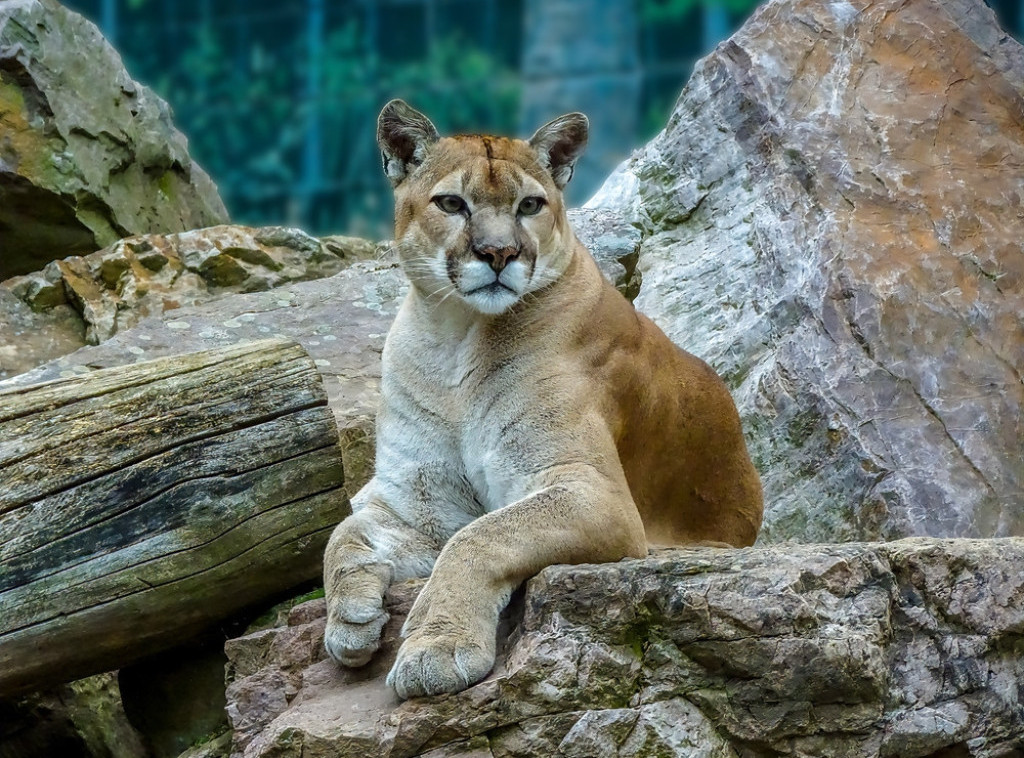 Puma napala 11-godišnju devojčicu ispred kuće u Malibuu