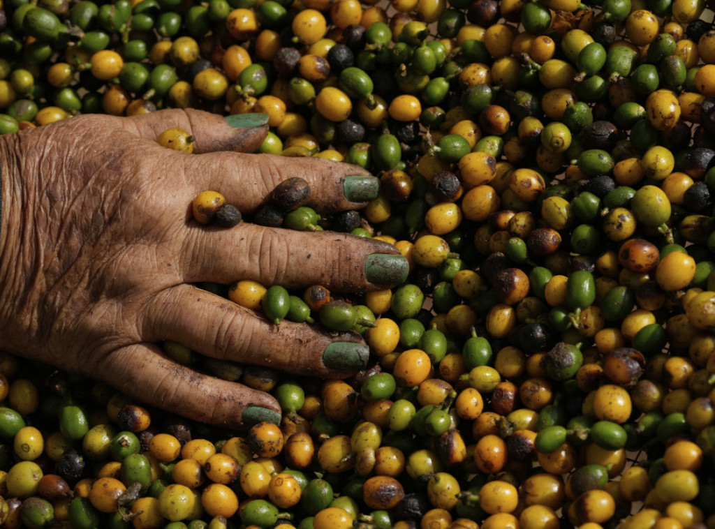 Cene kafe u Brazilu niže su u julu za 1,01 odsto, što je prvi pad nakon 18 meseci