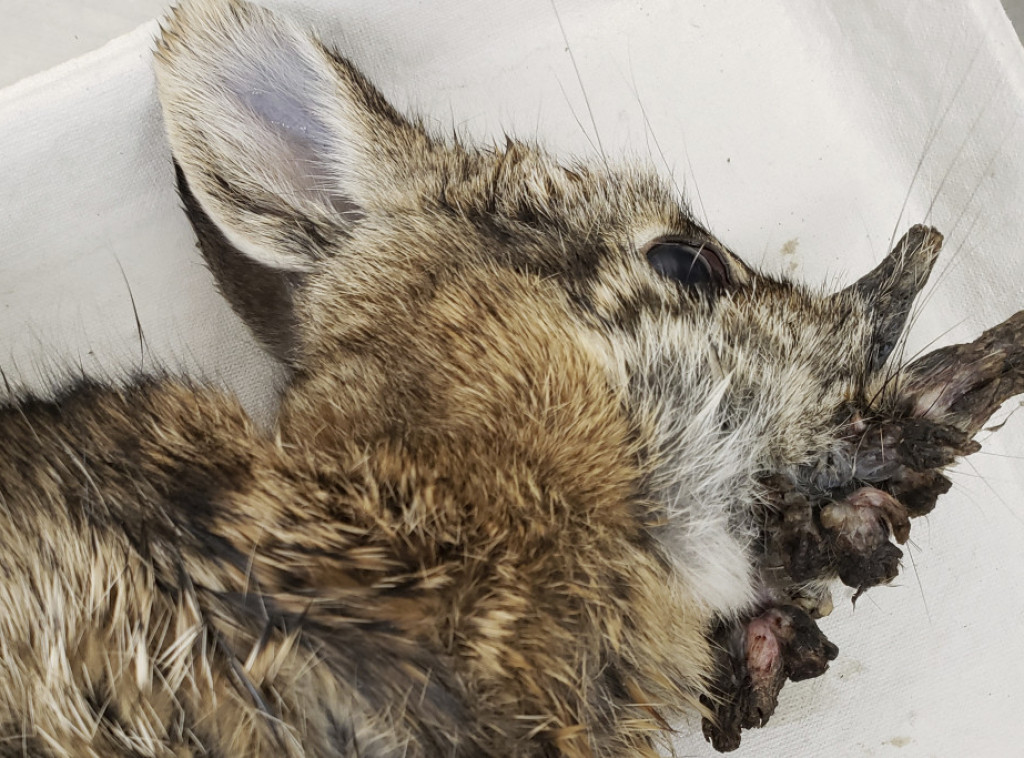 U Koloradu se pojavili zečevi sa rogovima - uzrok papiloma virus