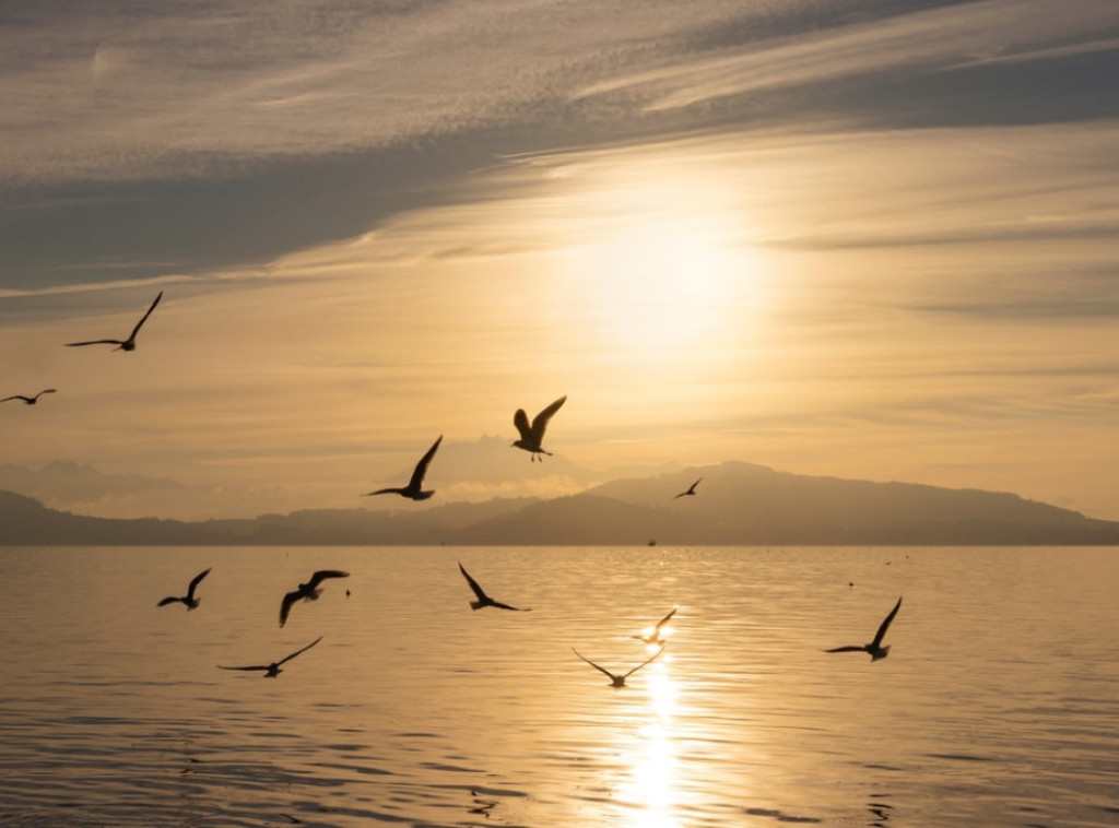 Studija: Neke ptice menjaju pol tokom života pod uticajem zagađenja