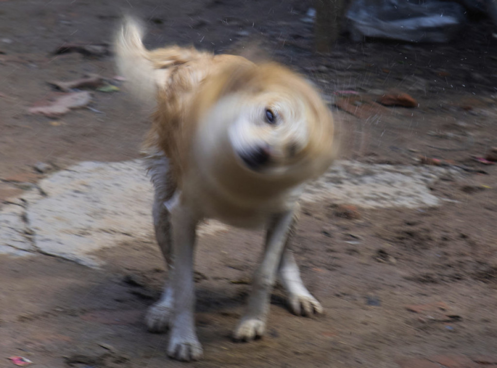 U Pljevaljima preko hiljadu pasa lutalica, zbog ujeda isplaćeno 22.000 evra