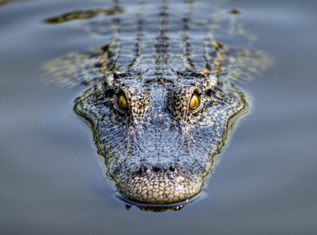 Policija Derbišira razotkrila slučaj krokodila pronađenog u kanalu