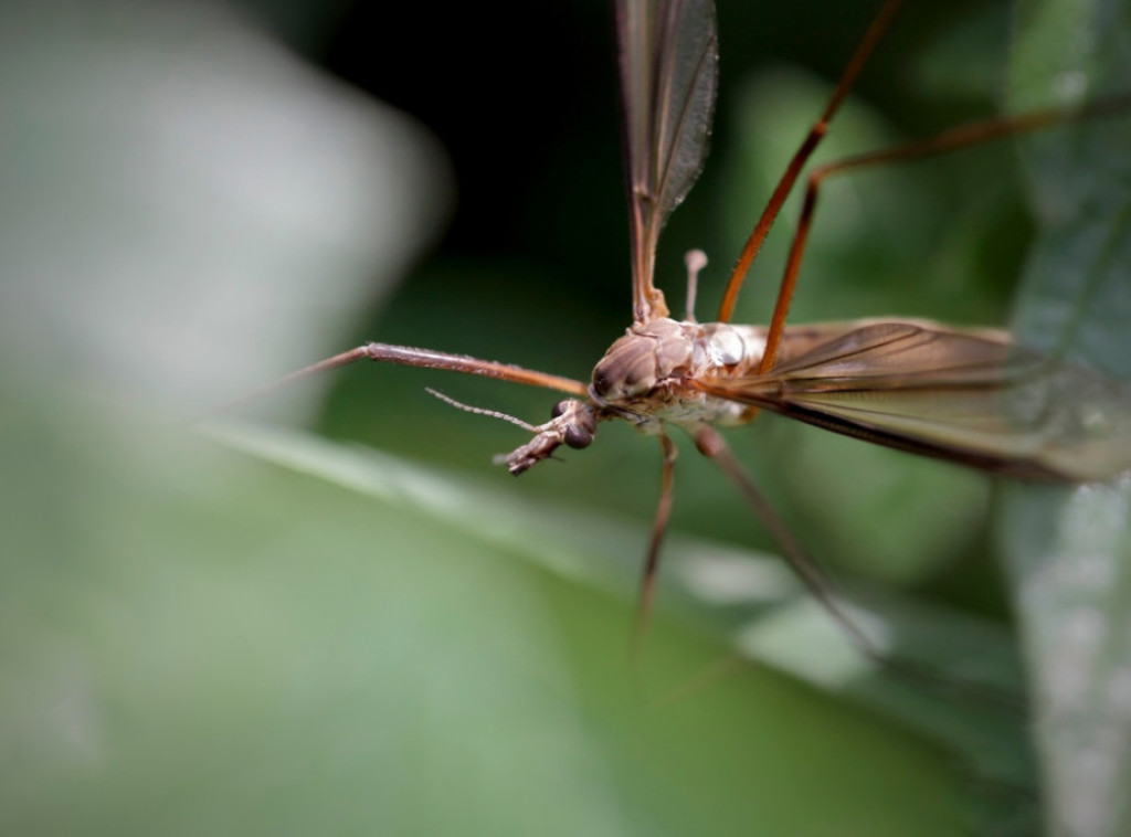 Gradska čistoća i sutra nastavlja suzbijanje komaraca u Beogradu