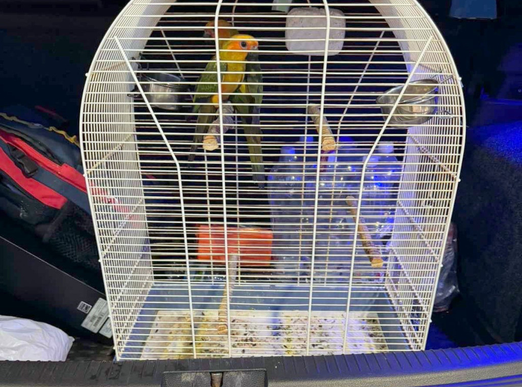 Na graničnom prelazu Horgoš sprečen pokušaj krijumčarenja zaštićenih ptica