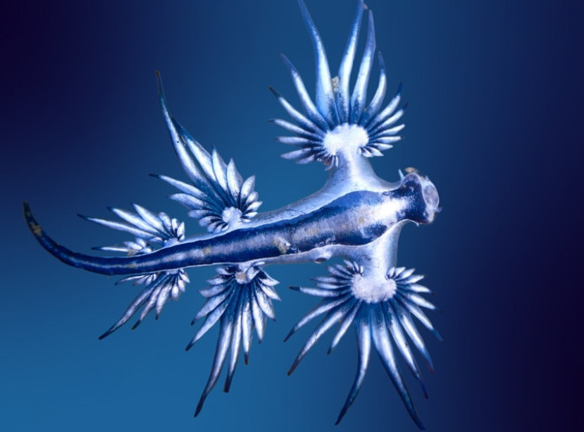 Španija zatvara 11 kilometara plaža zbog invazije smrtonosnih plavih zmajeva