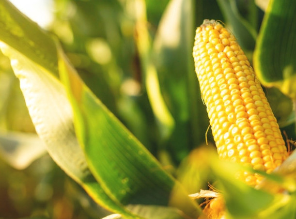 Visoke temperature u EU smanjile prinos kukuruza, uvoz će biti najveći za tri sezone