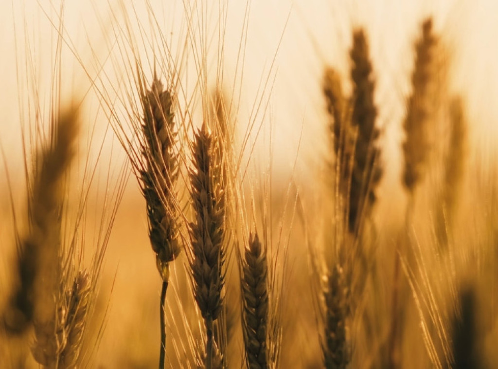Veći obim trgovanja na Produktnoj berzi, najviše se trgovalo stočnim ječmom