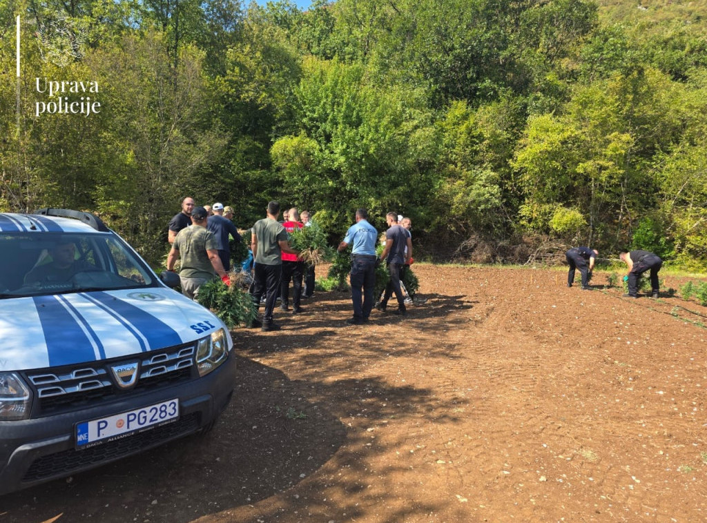 Otkrivena najveća plantaža marihuane u Crnoj Gori, dva lica uhapšena, zaplenjeno 13.000 sadnica