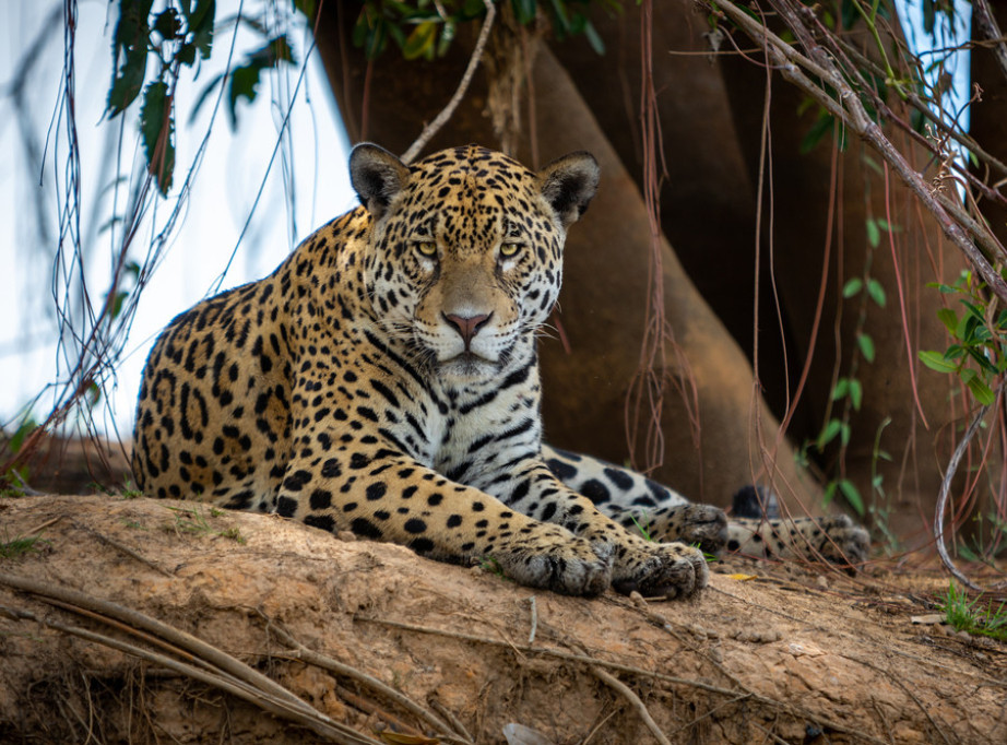 Jaguar viđen na pojilištu u Arizoni, peti primerak u poslednjih 15 godina