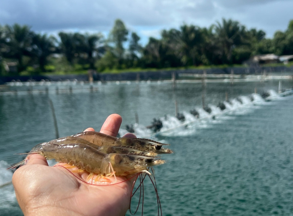 Bugarska: U Dunavu se pojavli škampi koji se smatraju invazivnom vrstom u ovoj reci