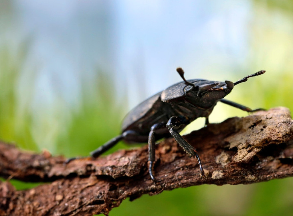 Jasavić: Procenjujem da je šteta od bolesti potkornjaka milionska