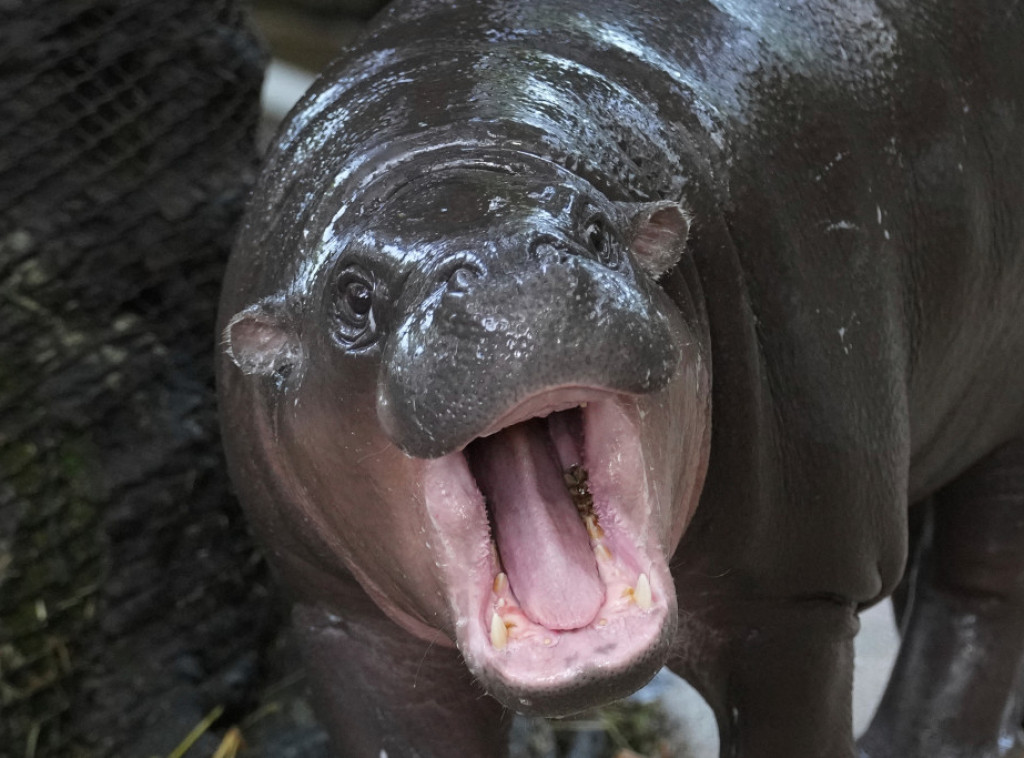 Obala Slonovače: Nilski konj prevrnuo čamac, 11 nestalih, među njima i beba