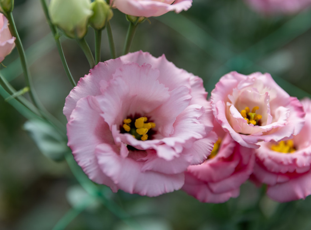 Danas pretežno sunčano, najniža jutarnja temperatura 8, najviša dnevna 33 stepena