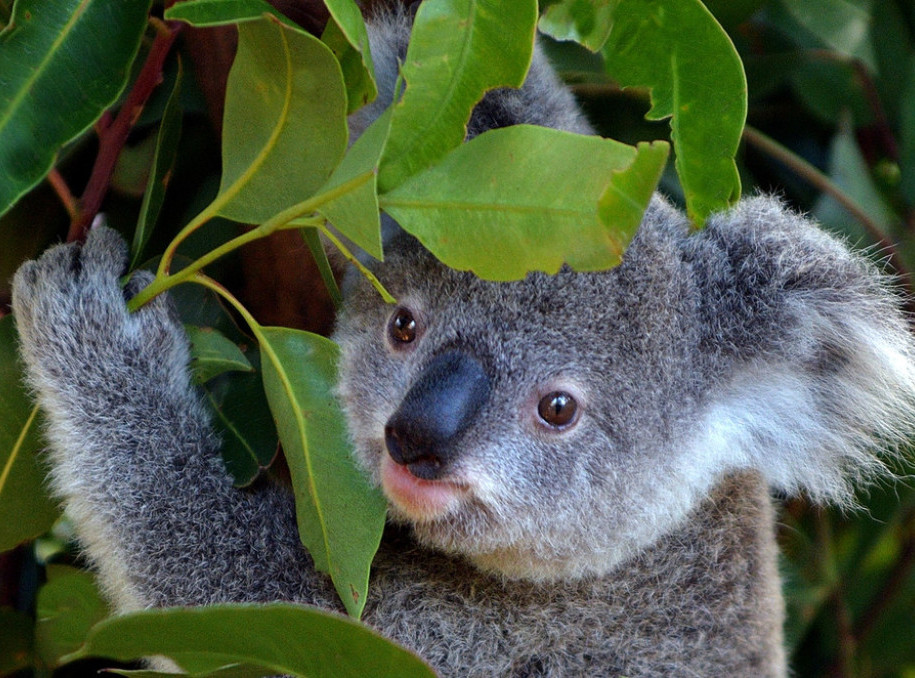 U Australiji odobrena vakcina protiv hlamidije kod koala