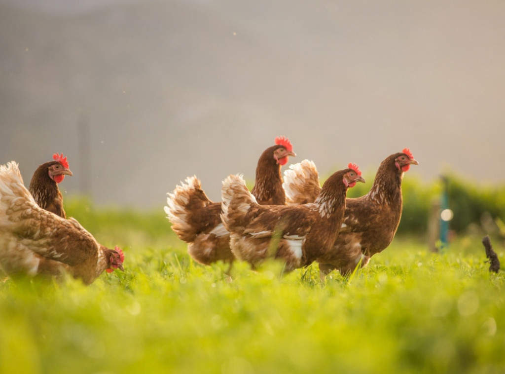 Španija će od 10. novembra zahtevati da se perad drži u zatvorenom