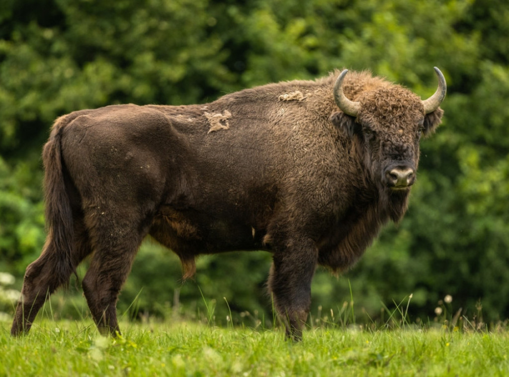 Bizon pobegao iz Nacionalnog parka Fruška gora, tim stručnjaka traga za njim