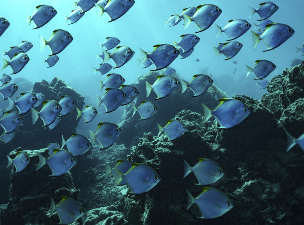 Švajcarska: 12.000 riba biće premešteno zbog čišćenja reke