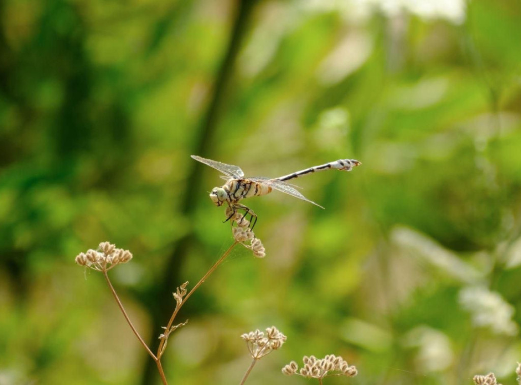 Otkrivena nova vrsta vilinog konjica u Srbiji, trenutni broj poznatih vrsta skočio na 70