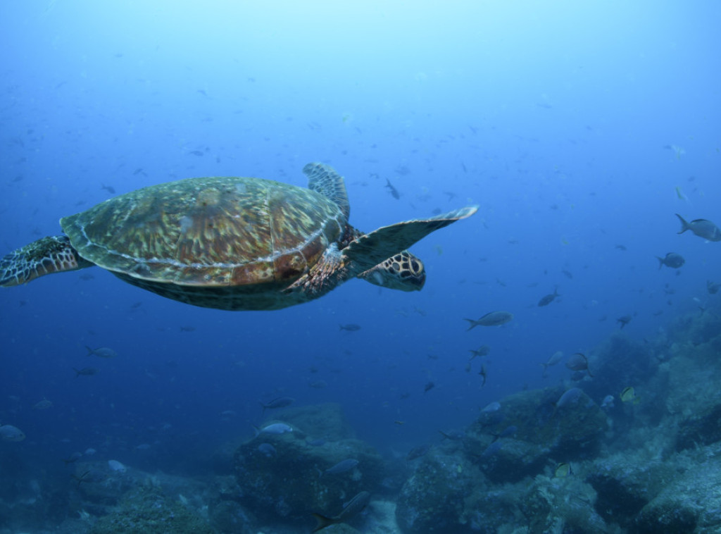 U Nigeriji morske kornjače ozbiljno ugrožene