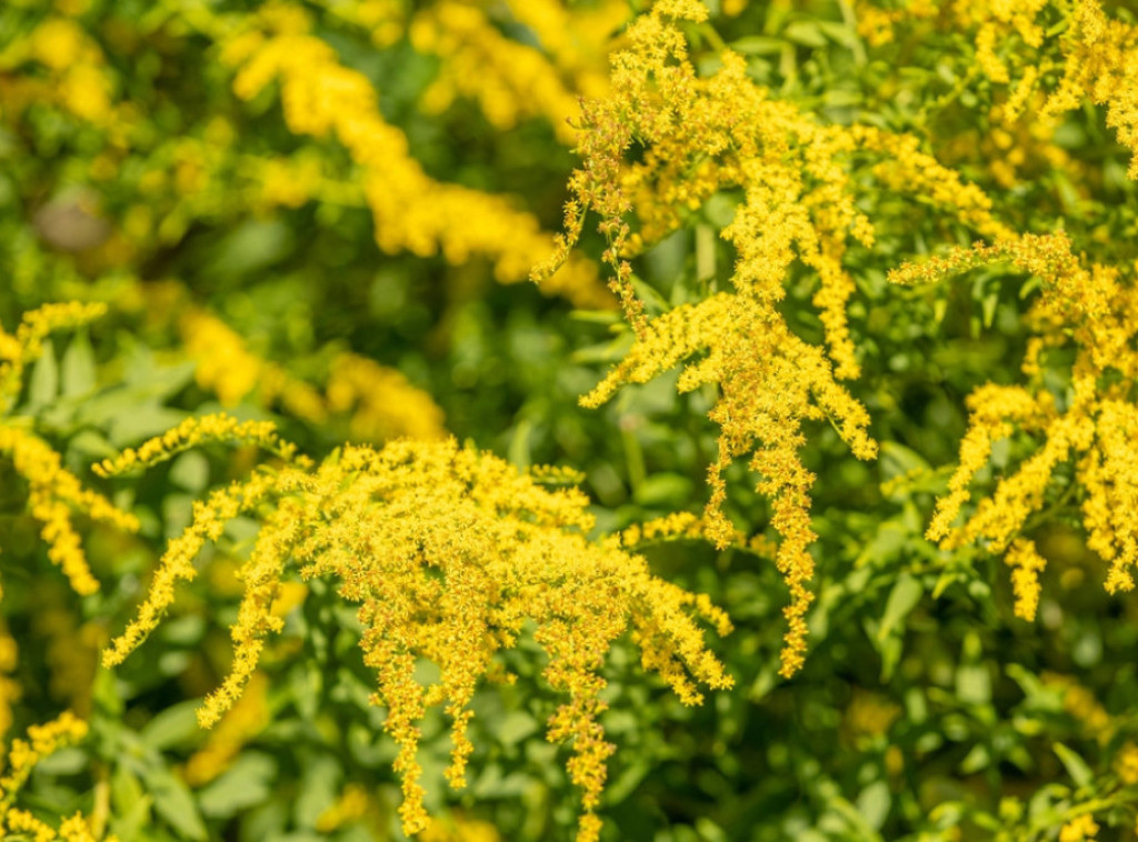 Lokalne samouprave upozorene na obavezu suzbijanja ambrozije