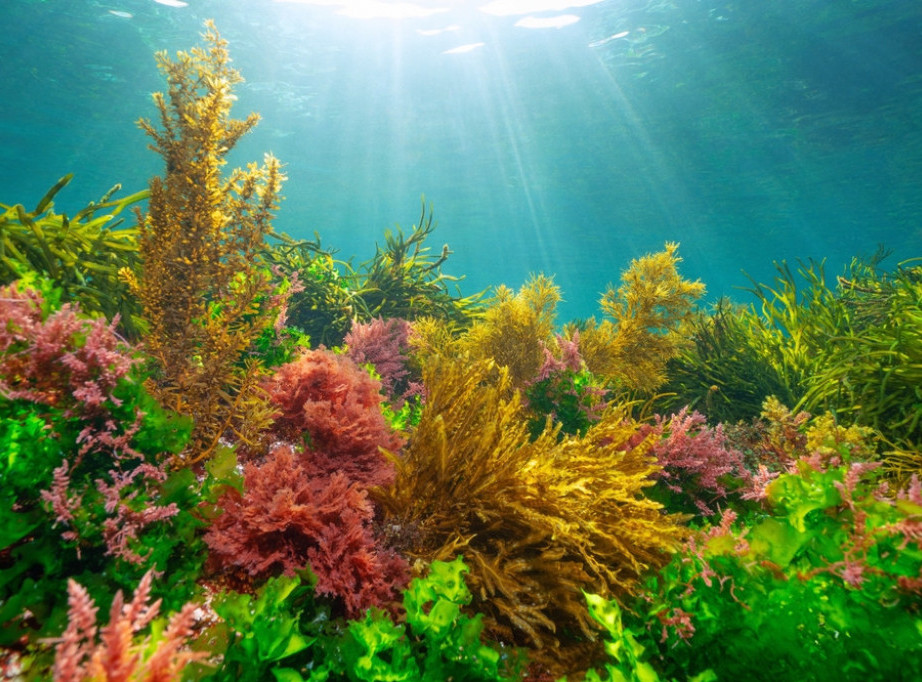 Portugalski naučnici: Morske alge igraju značajnu ulogu u skladištenju ugljenika