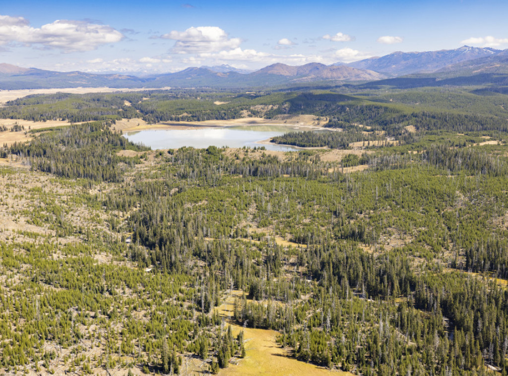 Medved teško povredio mladića u nacionalnom parku Jelouston
