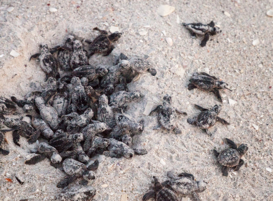 Korčula: Prvi put dokumentovano gnežđenje glavate kornjače