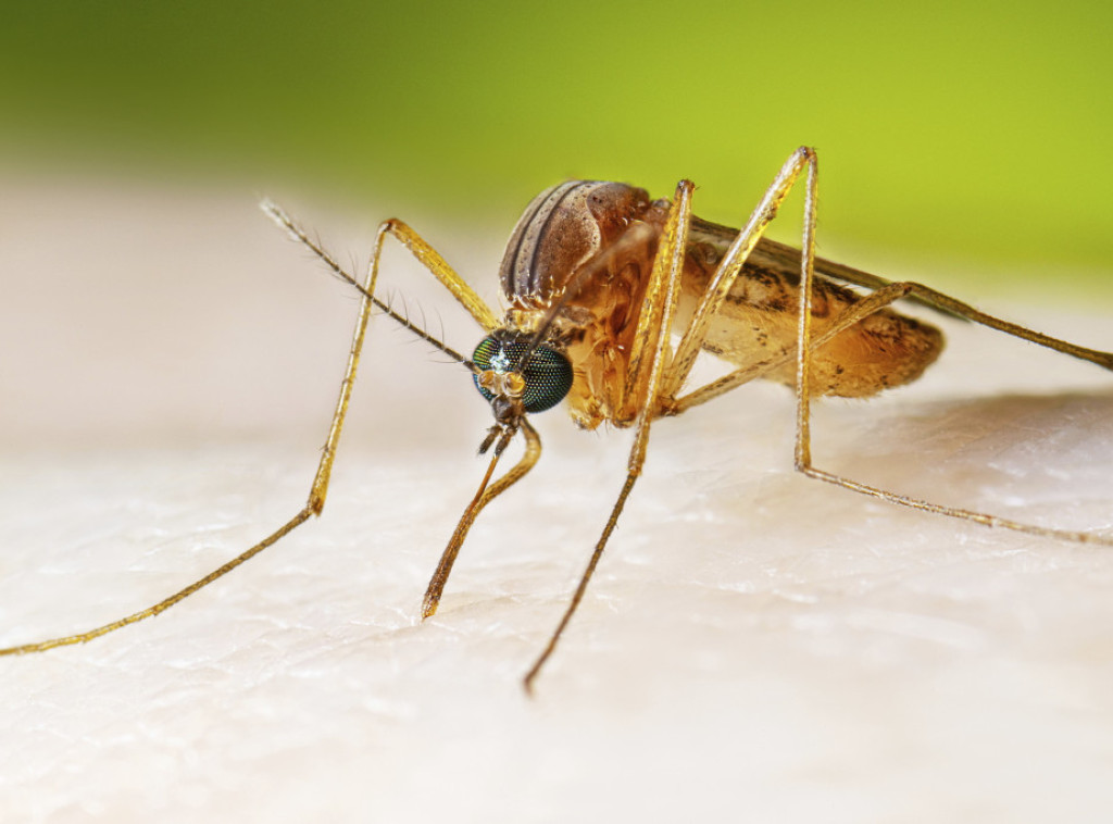 Batut: Do 14. septembra registrovano 48 slučajeva obolevanja od groznice Zapadnog Nila