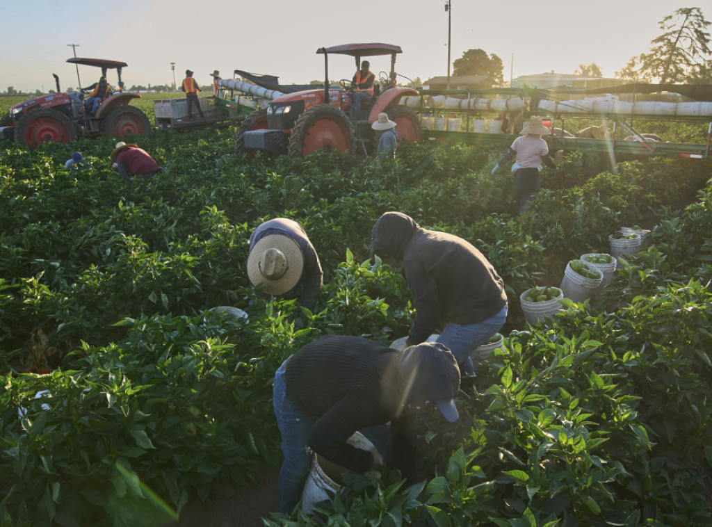 Porast broja mladih migranata sa pravom na rad u Španiji