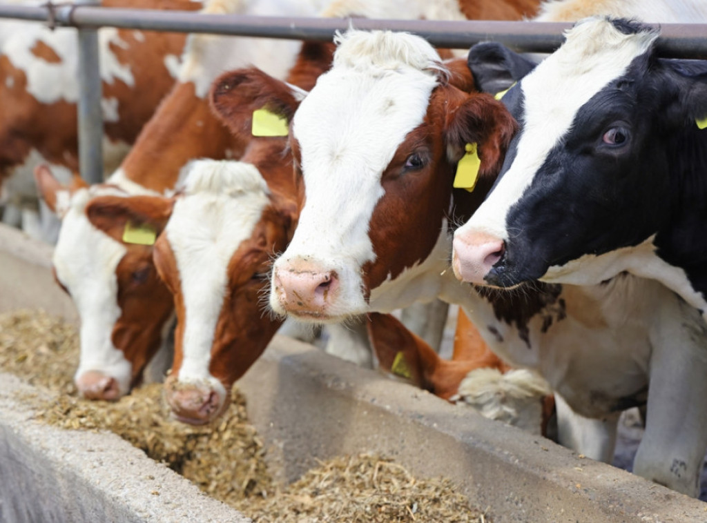 Krave koje proizvode manje metana su deo borbe protiv klimatskih promena