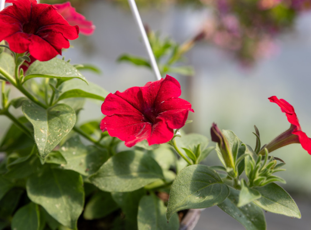 Danas pretežno sunčano i veoma toplo, uveče naoblačenje bez kiše, temperatura do 33 stepena