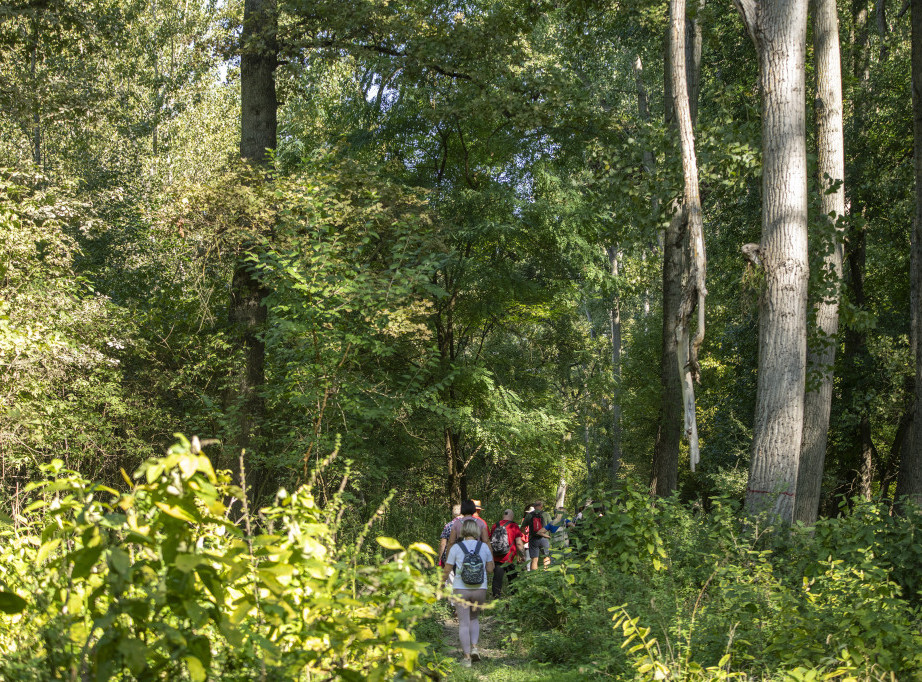 Slovenački gradić uvodi terapiju šumom u svoj obrazovni sistem