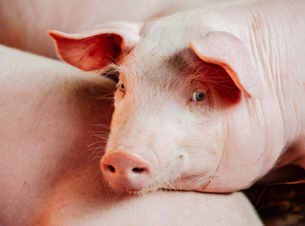 Hrvatska: Potvrđeni novi slučajevi afričke kuge svinja u Opštini Darda