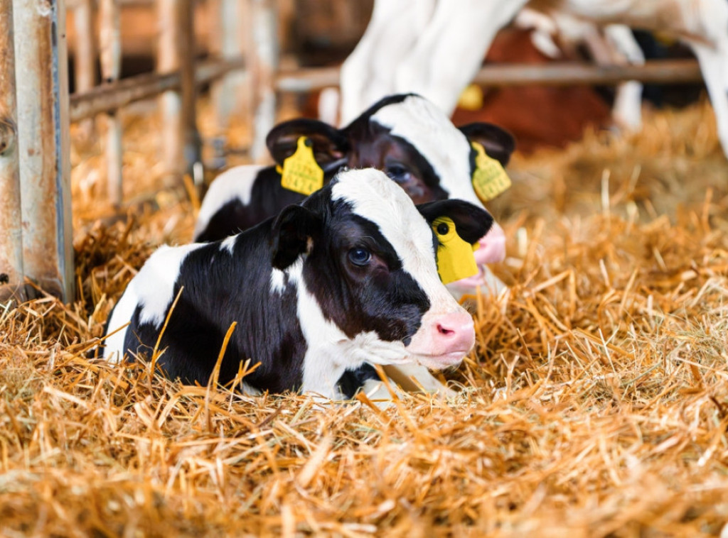 Do 30. septembra otvoren Javni poziv za subvencije za krave za uzgoj teladi