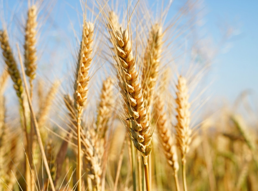 Na Produktnoj berzi zaključen prvi terminski ugovor za novi rod pšenice