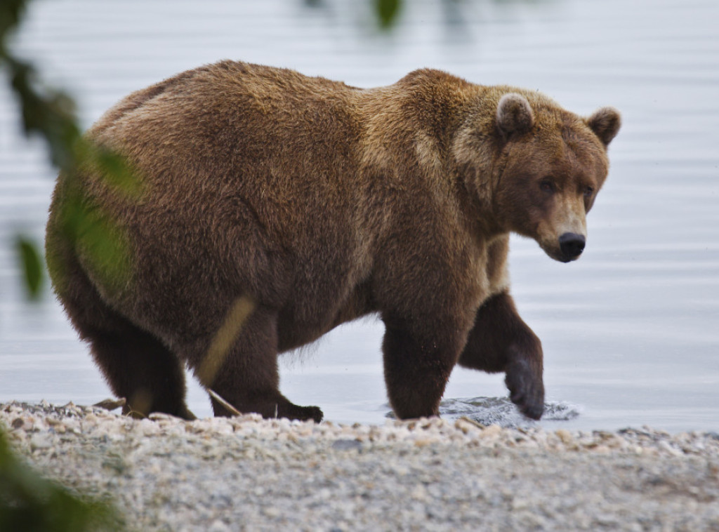 Medved koji je na Kamčatki ubio penzionera nije do tada sretao ljude