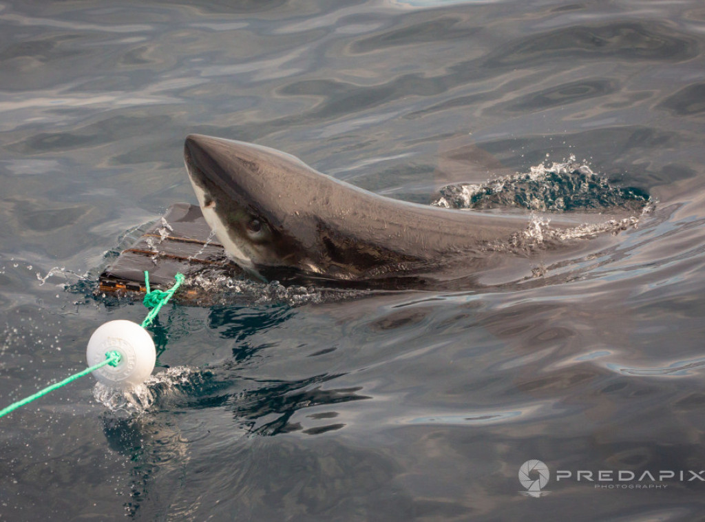 Ajkula teško povredila morskog biologa kod obale Kostarike