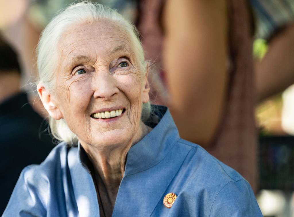 Preminula Džejn Gudol, pionirka u istraživanju šimpanzi, u 92. godini