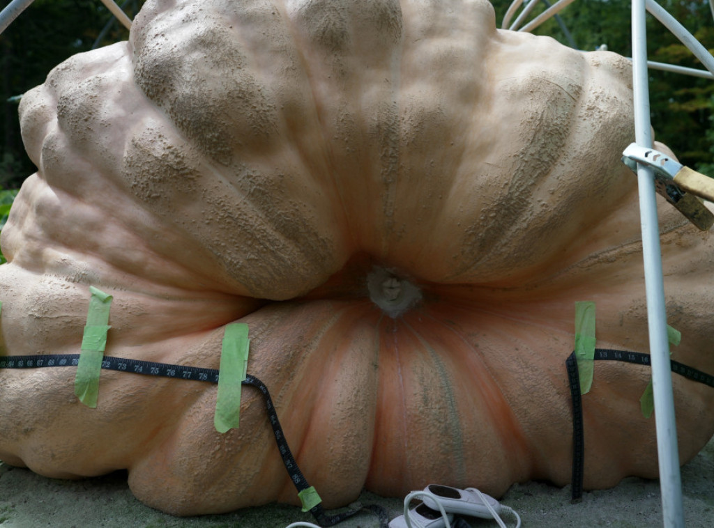 Farmer iz Belgije uzgojio bundevu tešku više od tone i pobedio na lokalnom takmičenju