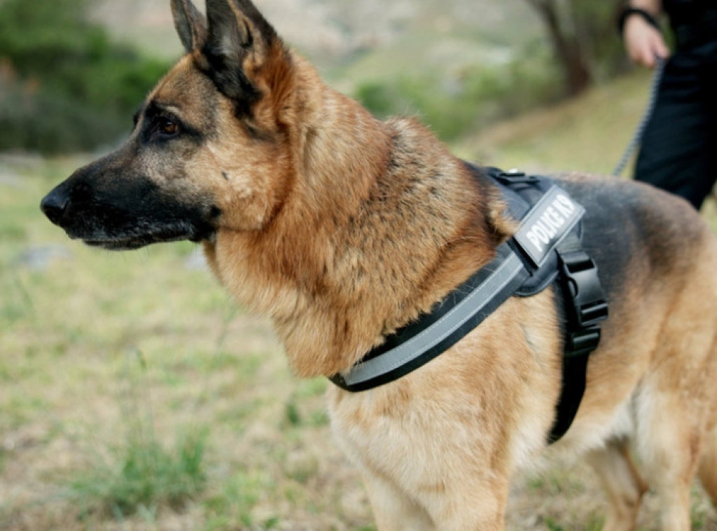 Policijski pas pronašao dvoje nestale dece u nacionalnom parku u Indijani