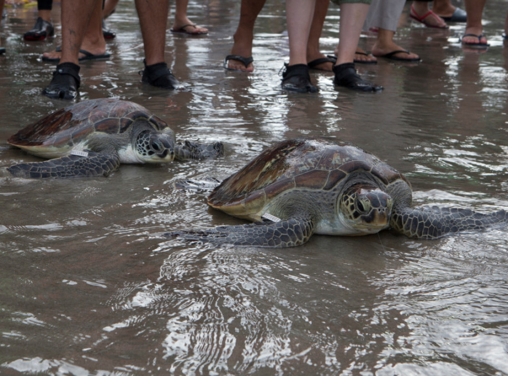 Zelena kornjača prelazi iz "ugrožene" u "najmanje zabrinjavajuću" na Crvenoj listi