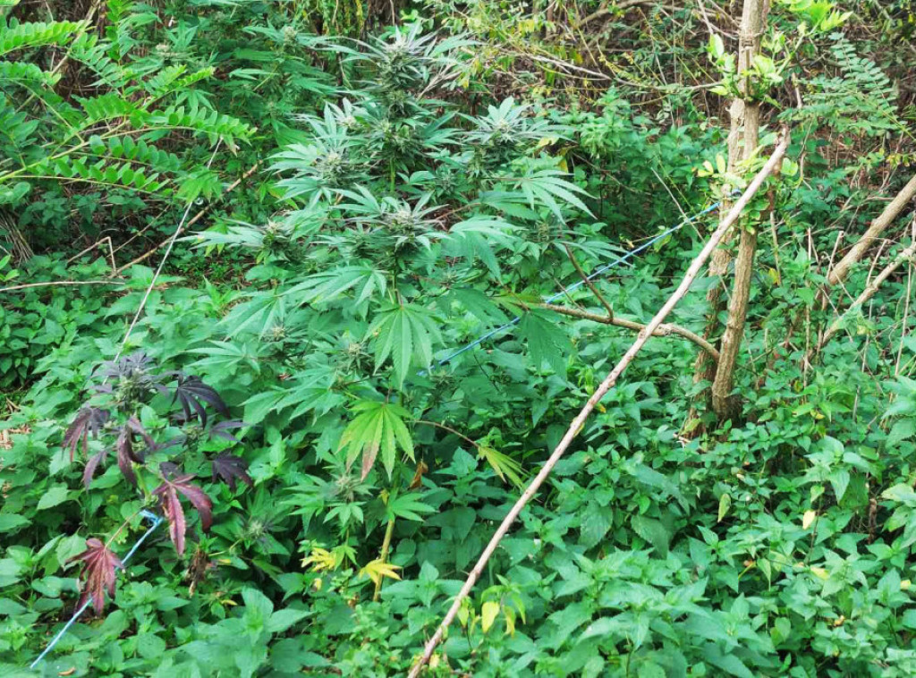 U Bačkoj Palanci uhapšen osumnjičeni za proizvodnju i prodaju opojnih droga