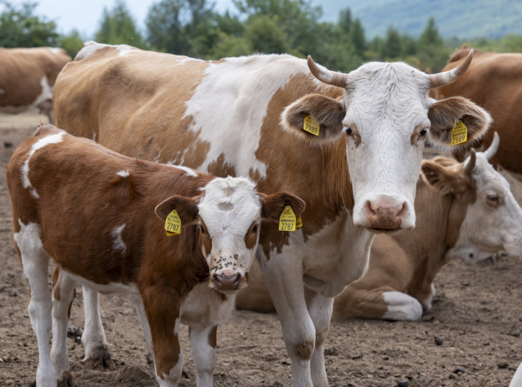Ministarstvo poljoprivrede: Rešenja za krave za uzgoj teladi urađena za samo dva dana