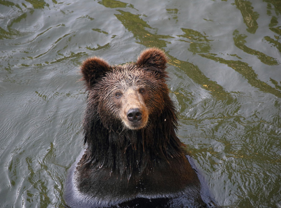 Finski stručnjaci upozoravaju: Kako sprečiti iznenadnu posetu medveda