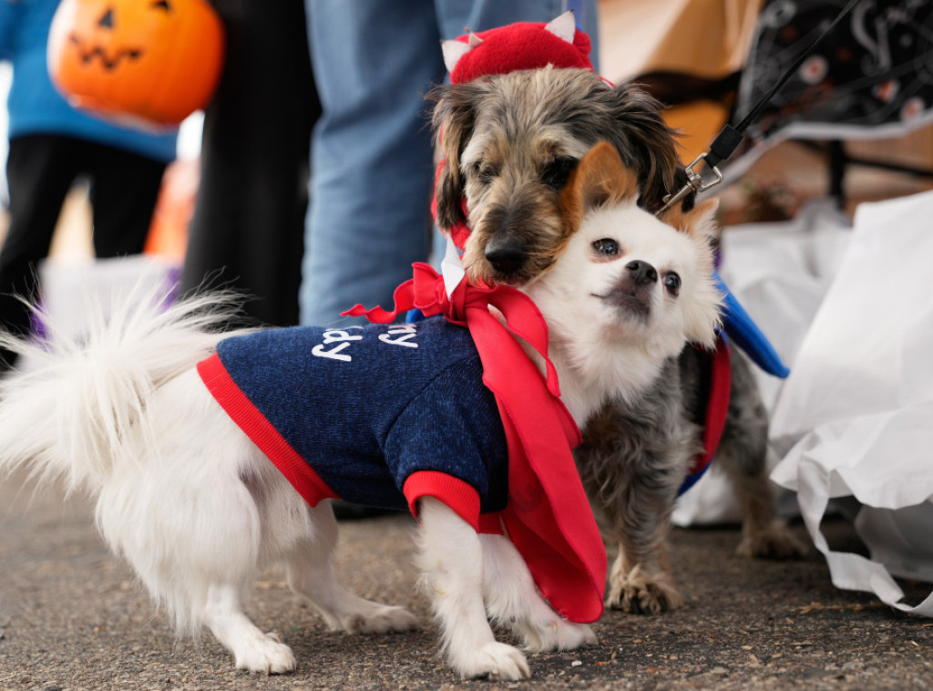 U Rimu počela "trka sa šest nogu", učestvuju ljubimci zajedno sa vlasnicima