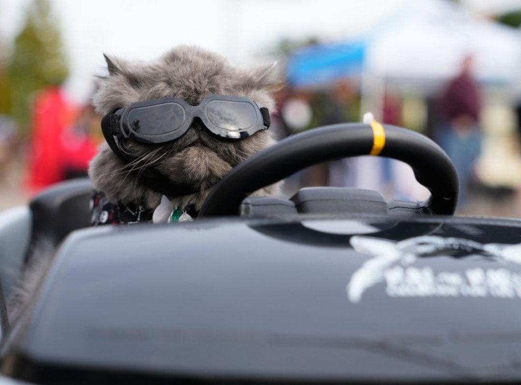 Španski grad Terasa zabranio udomljavanje crnih mačaka tokom Noći veštica